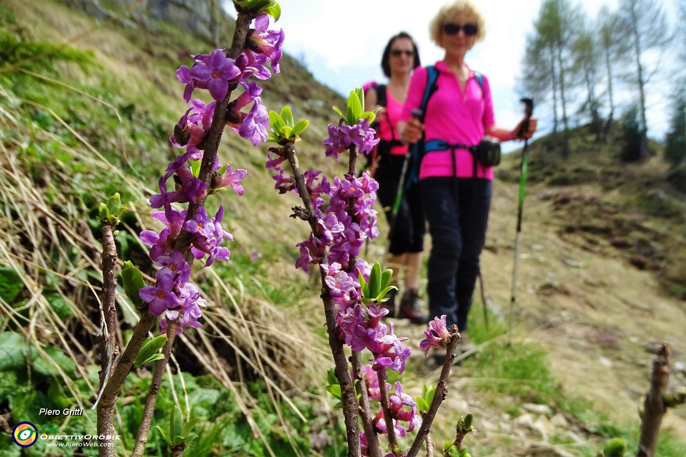 74 Dafne mezereo, anche Fior di stecco ( Daphne mezereum) .JPG